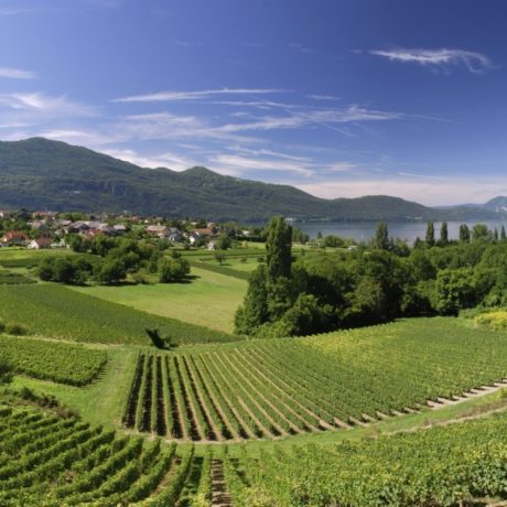 Domaines viticoles : Un mariage dans les vignes à Lyon